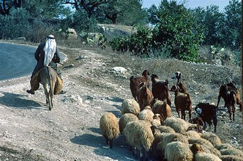 Israel Arab On A Donkey Leading His Sheep And Goats