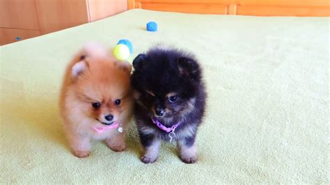 Female Pomeranian Puppies For Sale Youtube