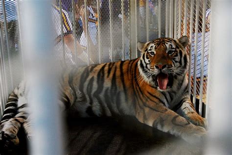 At Lsu Mike The Tigers Passing Is More Than Just The Loss Of A Mascot
