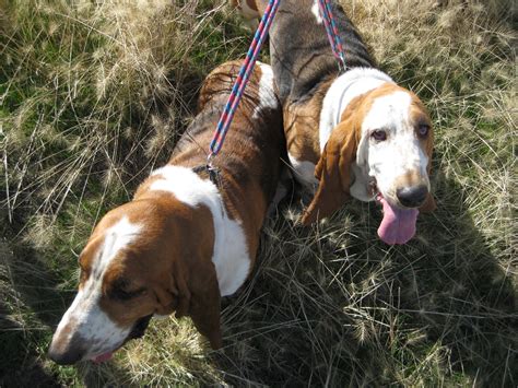 Life As I Know It By Worm The Basset Hound Field Trialing
