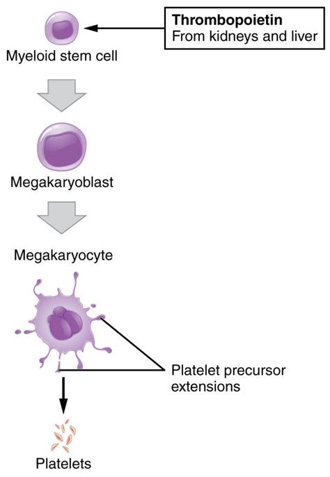 Leukocytes And Platelets Anatomy And Physiology Ii