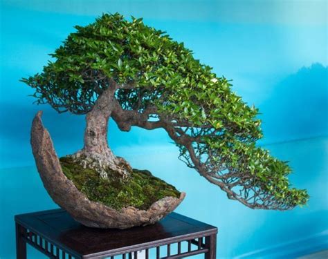 15 Beautiful Bonsai Trees They Are The Perfect Addition To Any Home