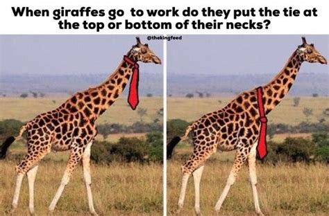 7 Giraffe Memes That Will Totally Make You Lol King Feed Jirafa De