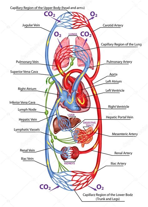 Human Bloodstream Didactic Board Of Anatomy Of Blood System Of Human