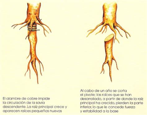 Raiz on wn network delivers the latest videos and editable pages for news & events, including entertainment, music, sports, science and more, sign up and share your playlists. Raíz pivotante