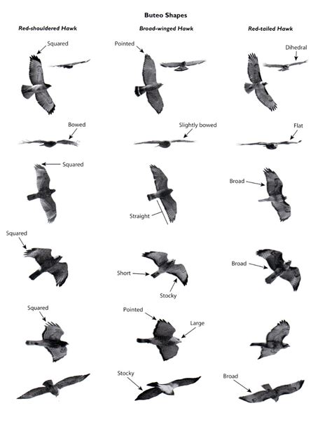 Review Hawks From Every Angle How To Identify Raptors In Flight
