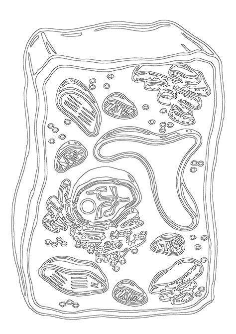 Animal Cell Coloring Pages New Coloring Pages Dibujos De Celulas Images