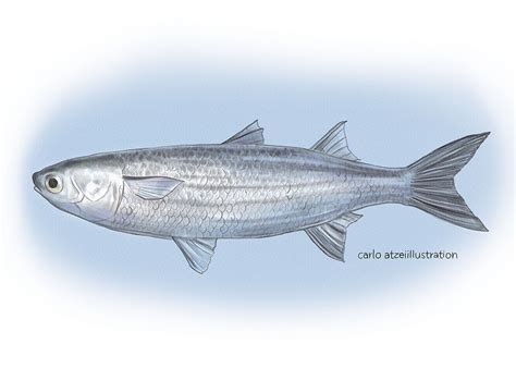 Flathead Grey Mullet Mugil Chephalus By Carloatzeii On Deviantart