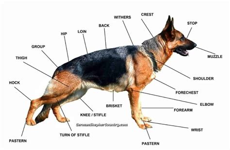German Shepherd Breed Standards Size Characteristics And Coats