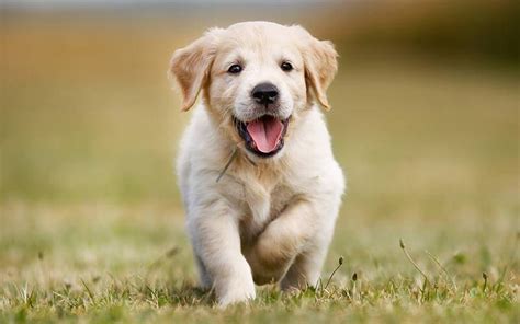 Everything You Need To Know About Caring For Your Golden Retriever