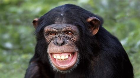 Bbc Earth Chimpanzees Can Laugh And Smile Like Us