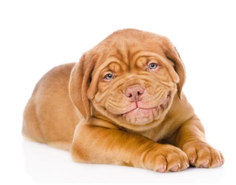 Happy Smiling Bordeaux Puppy Dog Isolated On White Background Stock