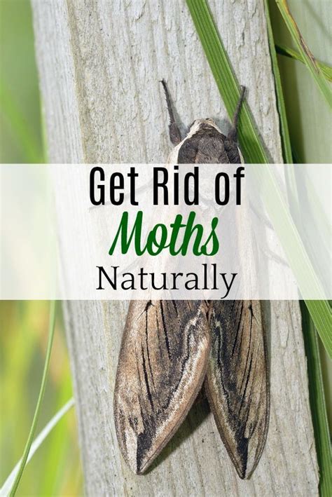 Skip The Moth Balls And Protect Your Home From Moths Naturally Pests Natural Get Rid Of