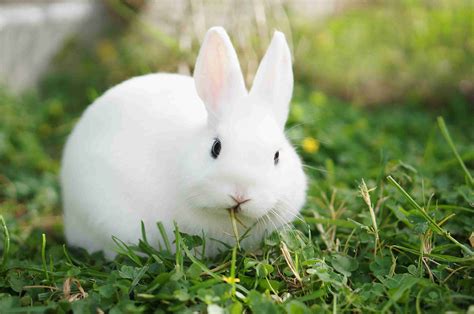 43 Rabbit Breeds To Keep As Pets