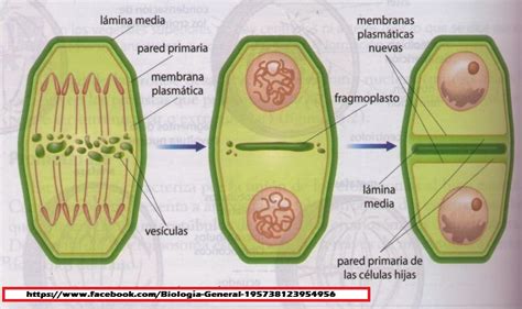 Biología General Citocinesis En CÉlulas Animales Y Vegetales