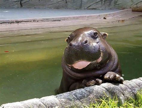 Pictures Of Hippo Baby Can Make You Smile Rpics
