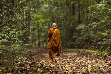 the thai forest tradition of buddhist monks