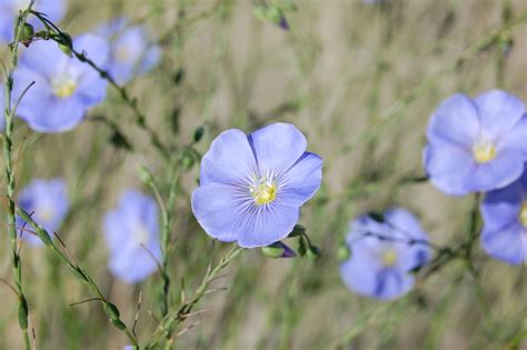Filelinum Lewisii Blue Flax Flower Albuquerque