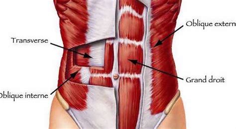 Muscles Abdominaux Transverse Obliques Grand Droit Anatomie Lose