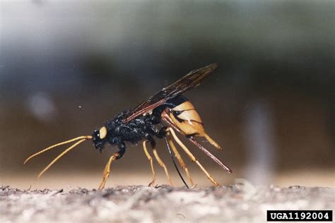 Giant Wood Wasp Urocerus Gigas Gigas