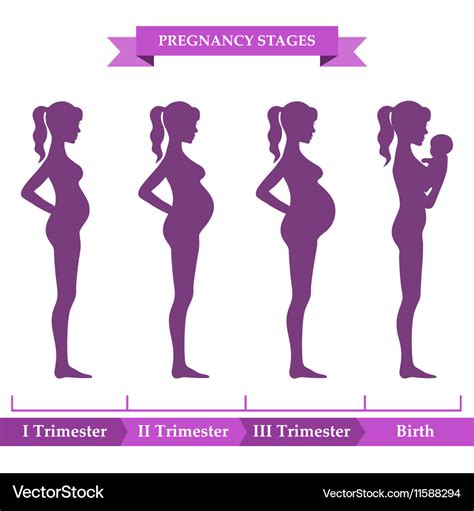 pregnancy stages infographic royalty free vector image