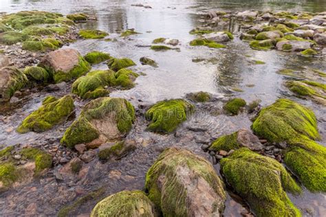 Green Moss On Rocks Stock Photo Image Of Brook Painting 84426918