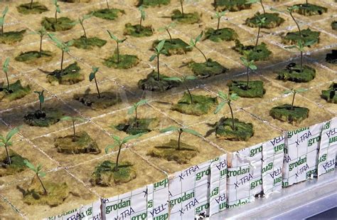 Tomato Seedlings Transplanted Into Rockwool Growing Blocks Plant