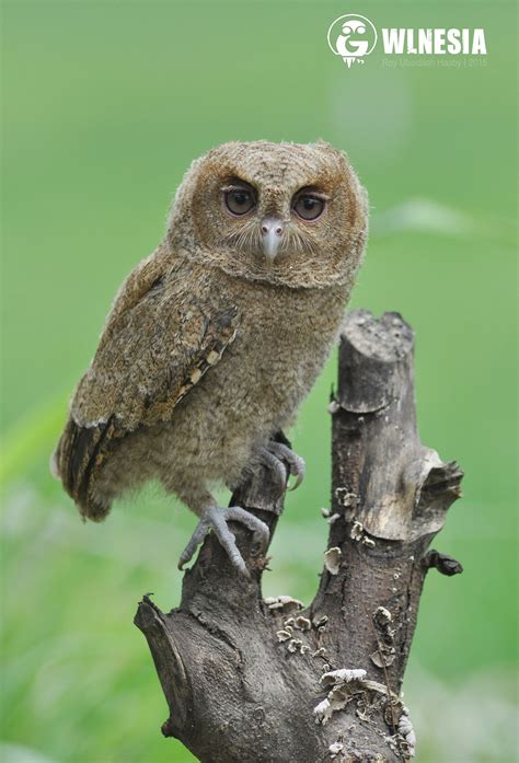 The Javan Scops Owl Otus Angelinae Is A Rare Owl Native To Indonesia