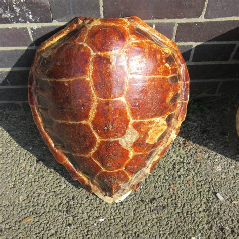 Shell is a global group of energy and petrochemical companies. Antiques Atlas - Antique Turtle Shell