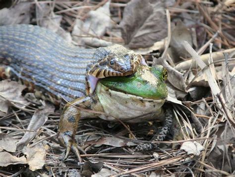 Snake Swallowing Frog 2007 Flickr Photo Sharing