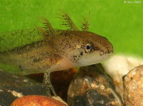 Northwestern Salamander Ambystoma Gracile Salamander Fish Pet