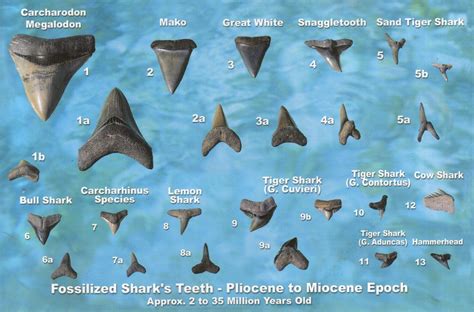 Fancy Schmancy Shark S Teeth Shark Facts Shark Teeth Shark Teeth