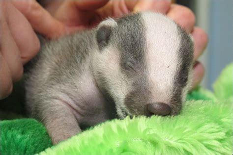 Photos Tiny Badger Cub Is Rescued By Wildlife Carers At Secret World