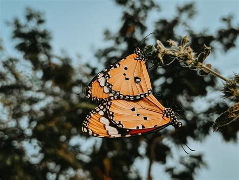 Orange Butterfly Monarch Danaus Plexippus In Nature Habitat Nice