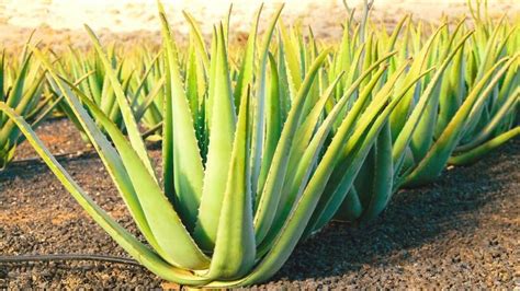 5 Reasons For Root Rot In Aloe Vera Revealed