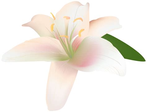 Vector wildflowers floral botanical flowers. Lily Flower Transparent Clip Art Image | Gallery ...