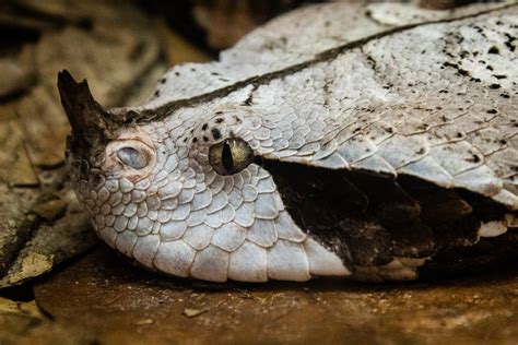 15 Seriously Superb Photographs Of Snakes Snake Alligator Photographer