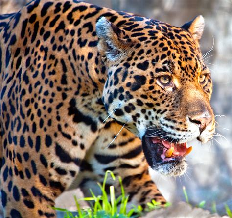 Jaguar Captive Jaguar At The Fort Worth Zoo Jeff Kane Flickr