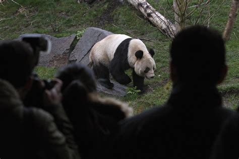 Pandas Prep For Mating Season