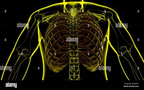 Anatomie Du Squelette Humain Rib Cage 3d Rendering For Medical Concept