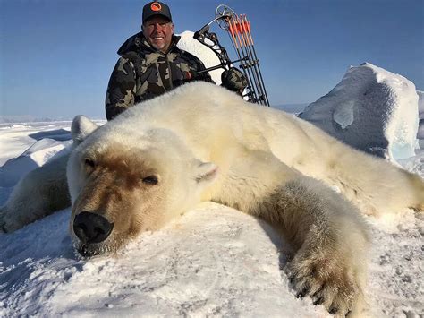In 2019 A Pack Of 52 Polar Bears Invaded Novaya Zemlya Russia Said