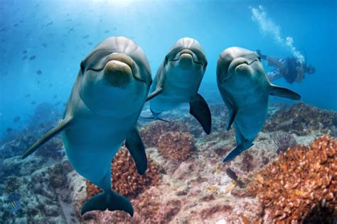 10 Best Places To Swim With Dolphins Dive Magazine