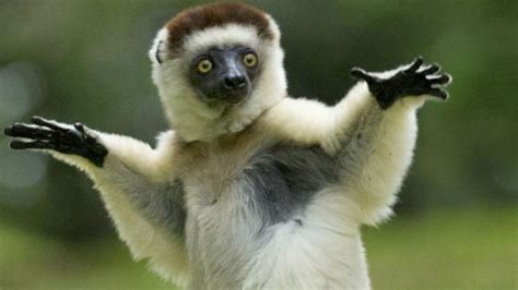 10 Weird But Wonderful Plants And Animals Of Madagascar