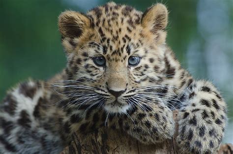10 of the World's Most Endangered Animal Species - WorldAtlas.com