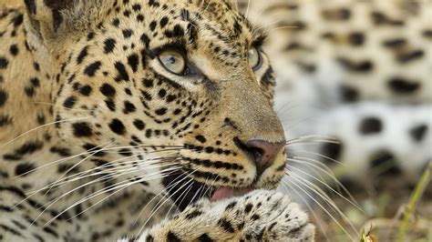 Wild4 African Photographic Safaris Leopards Of Mala Mala Photo Safari