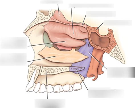 Inferior Nasal Conchae Diagram Quizlet