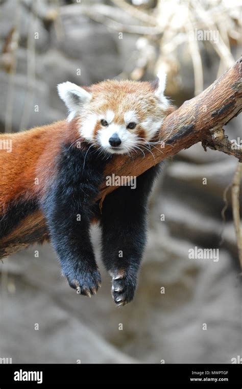 Red Panda On Tree Hi Res Stock Photography And Images Alamy