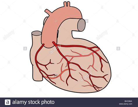 Arteries and veins diagram artery structure function and disease. Diagram of the human heart showing the coronary arteries Stock Photo: 27930570 - Alamy