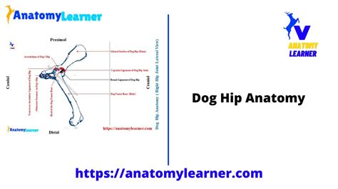 Dog Hip Anatomy Bones Muscles And Vessels Canine Hip Joint Anatomy