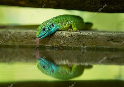 European Green Lizard Stock Photo By ©mzphoto 106943558